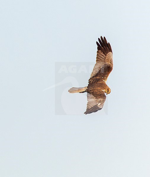 Adult male Marsh Harrier, Circus aeruginosus, in flight in the Netherlands. Hunting during late spring. stock-image by Agami/Marc Guyt,
