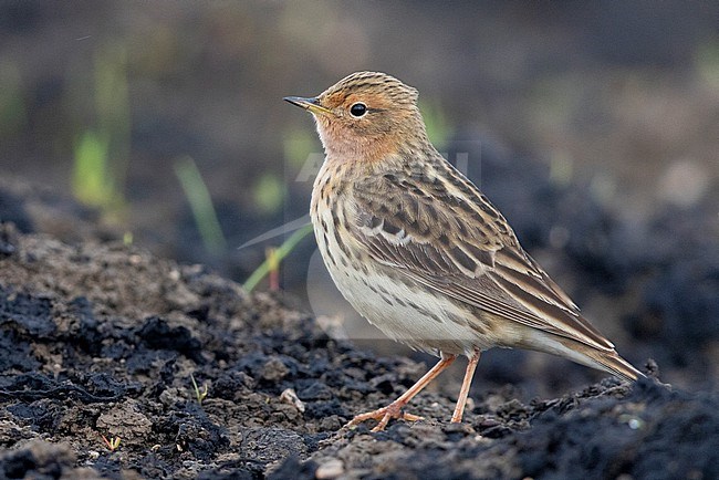 Red-throated Pipit (Anthus cervinus), side view of an adult standing on the ground, Campania, Italy stock-image by Agami/Saverio Gatto,