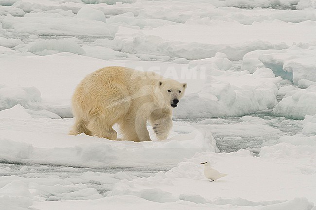 A polar bear, Ursus maritimus, stalks an ivory gull, Pagophila eburnea. Arctic Ocean stock-image by Agami/Sergio Pitamitz,