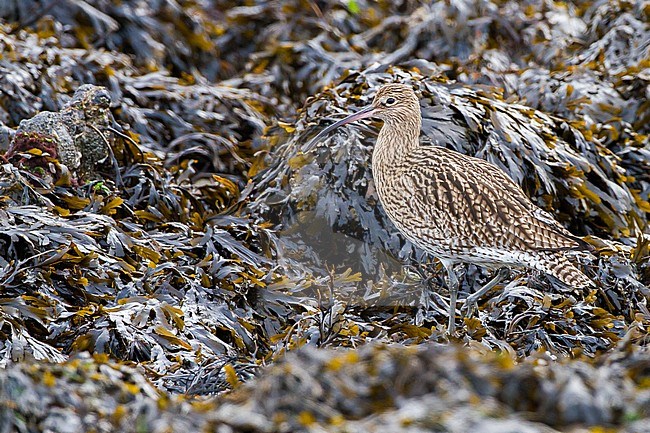 Eurasian Curlew, Numenius arquata foraging on weed and mussel covered rocks in wintering grounds at the north sea coast stock-image by Agami/Menno van Duijn,