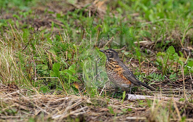 Juvenile American Robin (Turdus migratorius) foraging on the ground in forest in Alaska, USA. stock-image by Agami/Edwin Winkel,