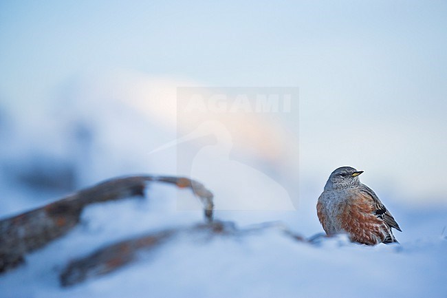 Alpine Accentor (Prunella collaris collaris) perched in the snow stock-image by Agami/Ralph Martin,