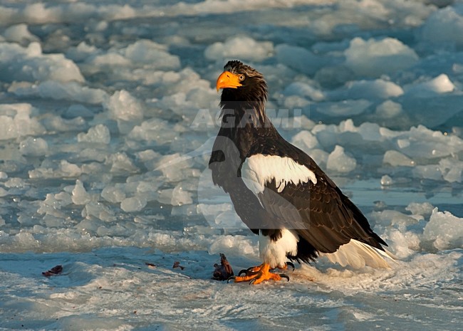 Steller-zeearend op pakijs, Steller's Sea-eagle on pack-ice stock-image by Agami/Roy de Haas,