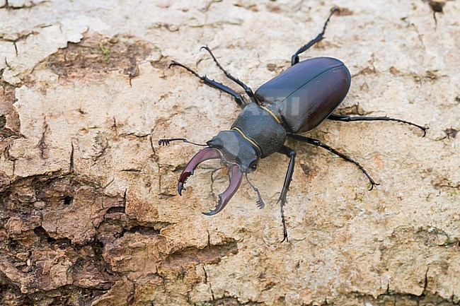 Lucanus cervus - Hirschkäfer, Germany (Baden-Württemberg), imago, male stock-image by Agami/Ralph Martin,