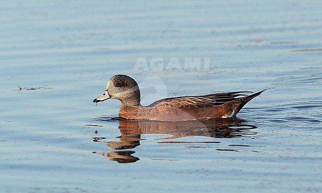 American Wigeon, Anas americana, at Cape May, New Jersey, USA stock-image by Agami/Helge Sorensen,