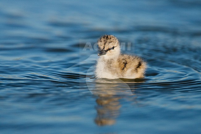 Kluut, Pied Avocet, Recurvirostra avosetta stock-image by Agami/Menno van Duijn,