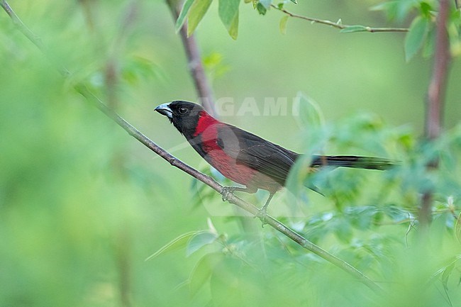 Adult male
Nuevo Leon, Mexico
May 2022 stock-image by Agami/Brian E Small,