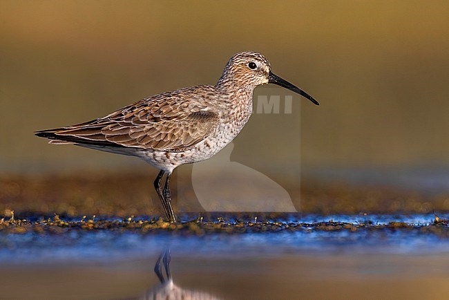 Curlew Sandpiper, Calidris ferruginea in Italy. stock-image by Agami/Daniele Occhiato,
