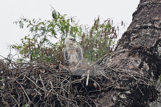 Harpy Eagle (Harpia harpyja) chick on its nest in Panama. stock-image by Agami/Pete Morris,