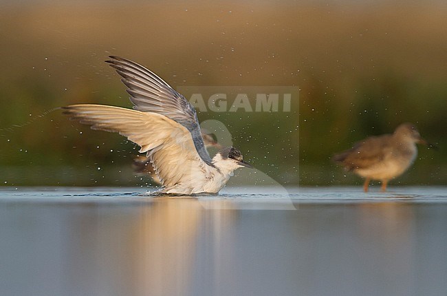 Bading Whiskered Tern - Weissbart-Seeschwalbe - Chlidonias hybrida hybrida, Oman, 1st Winter plumage stock-image by Agami/Ralph Martin,