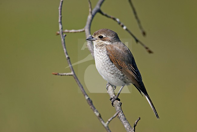 Vrouwtje Grauwe Klawier; Female Red-backed Shrike stock-image by Agami/Markus Varesvuo,