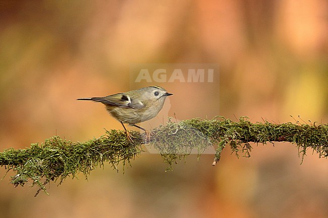 Goldcrest (Regulus regulus) sitting on a branch in autumn setting. stock-image by Agami/Walter Soestbergen,