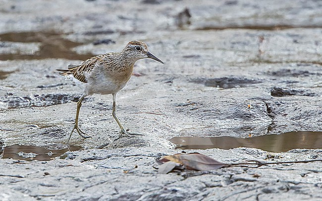 Sharp-tailed Sandpiper (Calidris acuminata) walking. stock-image by Agami/Lennart Verheuvel,