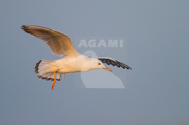 Slender-billed Gull - Dünnschnabelmöwe - Larus genei, Oman, 1st Winter stock-image by Agami/Ralph Martin,