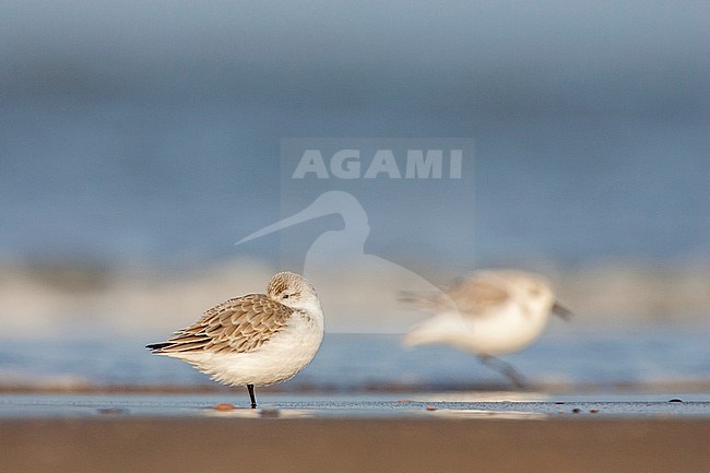 Drieteenstrandloper rustend in branding; Sanderling resting in surf stock-image by Agami/Menno van Duijn,
