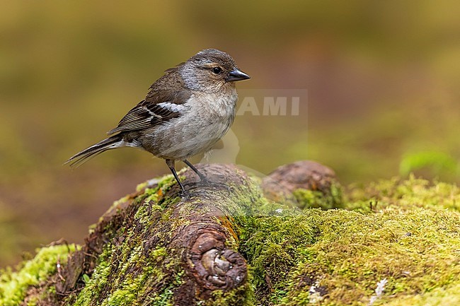 Adult male Azores Chaffinch (Fringilla moreletti) sitting on a bench in Lagos da Patas, Terceira, Azores, Portugal. stock-image by Agami/Vincent Legrand,