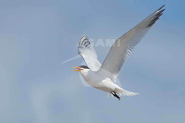 Adult Elegant Tern (Thalasseus elegans) in breeding plumage at San Diego County, California, USA in May 2016. stock-image by Agami/Brian E Small,