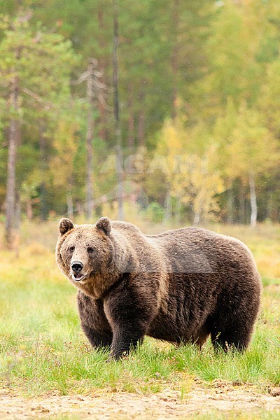 Brown bear (Ursus arctos) standing in field stock-image by Agami/Caroline Piek,