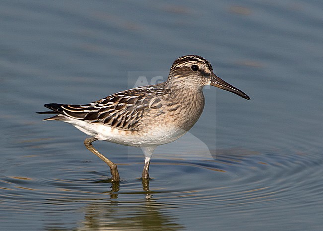 Broad-billed Sandpiper (Limicola falcinellus) foraging in a freshwater pool during autumn migration on Lesbos, Greece. stock-image by Agami/Karel Mauer,