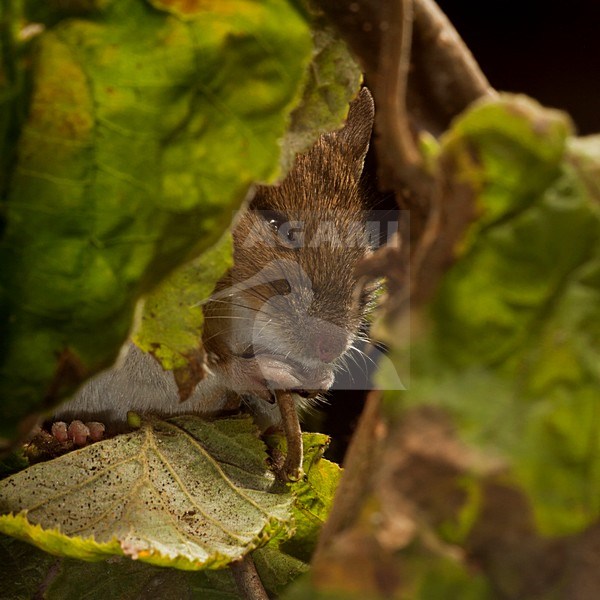Bosmuis; Wood Mouse stock-image by Agami/Theo Douma,