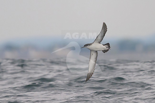 Manx shearwater (Puffinus puffinus), flying, with the sea, the coast and the sky as background. stock-image by Agami/Sylvain Reyt,
