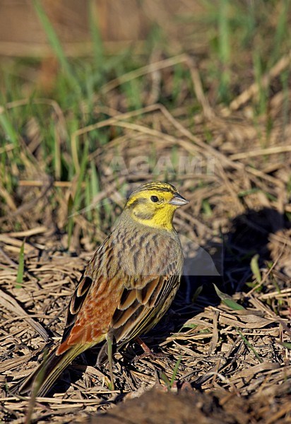 Volwassen mannetje Geelgors; Adult male Yellowhammer stock-image by Agami/Markus Varesvuo,