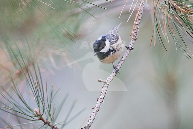 Coal Tit (Parus ater ssp. ater), Germany (Baden-Württemberg) stock-image by Agami/Ralph Martin,