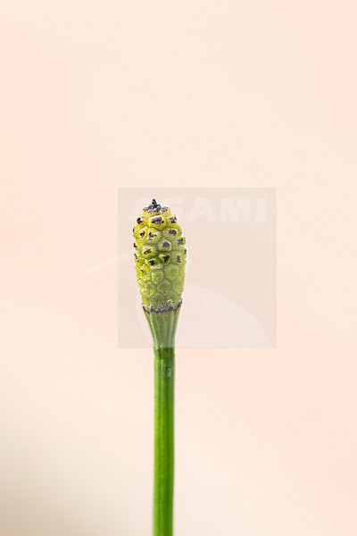 Boston Horsetail, Equisetum ramosissimum stock-image by Agami/Wil Leurs,