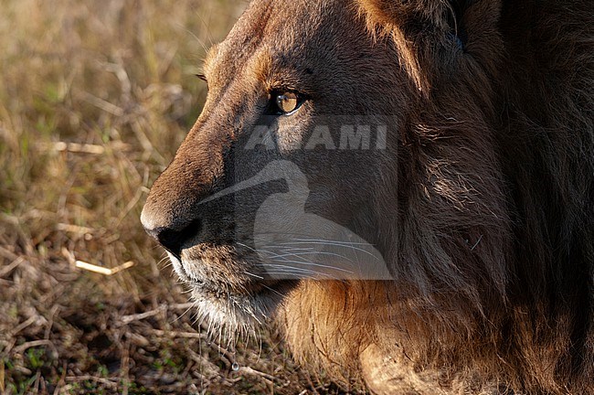 Close up profile portrait of a male lion, Panthera leo, resting. Chief Island, Moremi Game Reserve, Okavango Delta, Botswana. stock-image by Agami/Sergio Pitamitz,