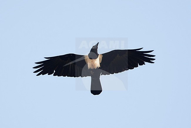 Schildraaf vliegend boven Gambiaanse kust; Pied Crow flying above Gambian coast stock-image by Agami/Marc Guyt,