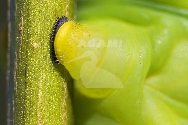 Deaths-head Hawk Moth - Totenkopfschwärmer - Acherontia atropos, Germany, larvae stock-image by Agami/Ralph Martin,