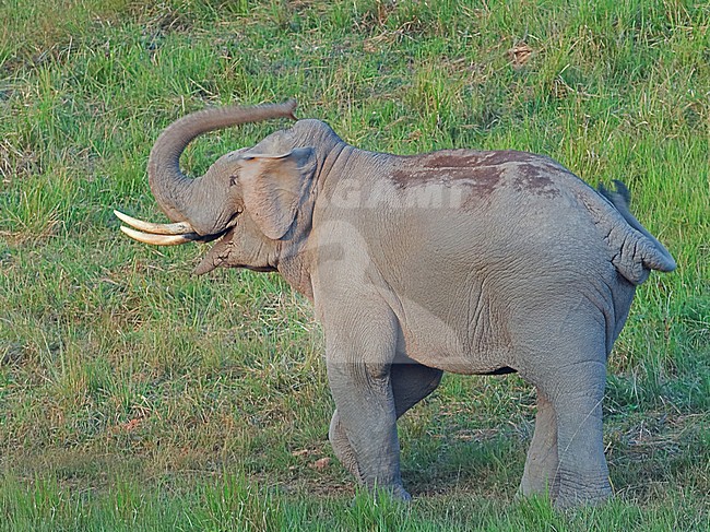 Mannetje Indische Olifant, Male Indian Elephant stock-image by Agami/Alex Vargas,