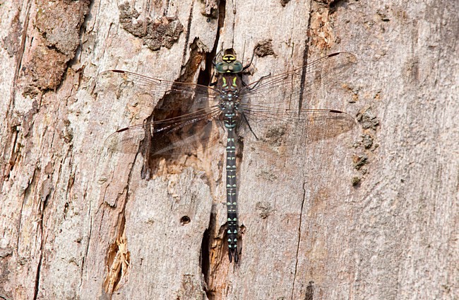 Noordse glazenmaker op boomstam, Bog Hawker on tree trunk stock-image by Agami/Fazal Sardar,