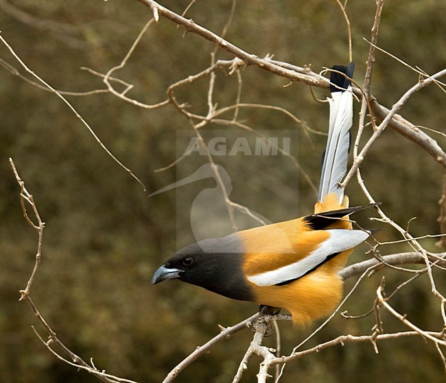 Zwerfekster, Rufous Treepie, Dendrocitta vagabunda stock-image by Agami/Marc Guyt,