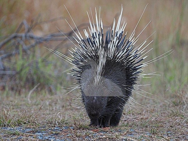 Malayan Porcupine, Hystrix brachyura, male, Thailand stock-image by Agami/James Eaton,