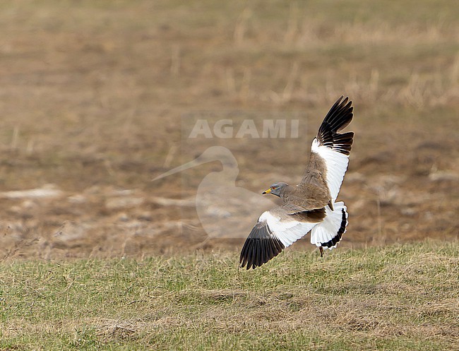 Grey-headed Lapwing (Vanellus cinereus) during spring in Mongolia. stock-image by Agami/Dani Lopez-Velasco,