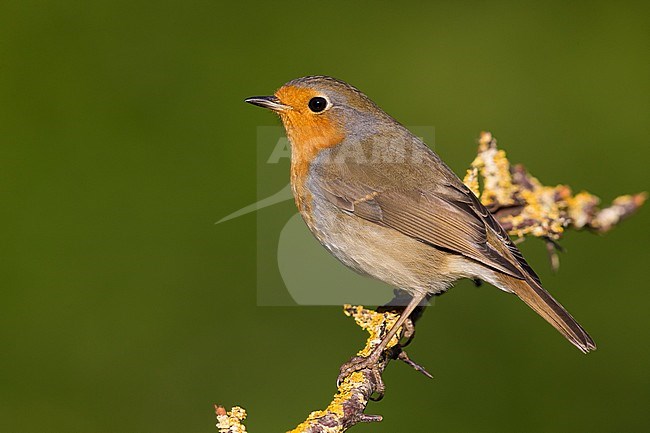 European Robin (Erithacus rubecula), adult perched on a branch stock-image by Agami/Saverio Gatto,