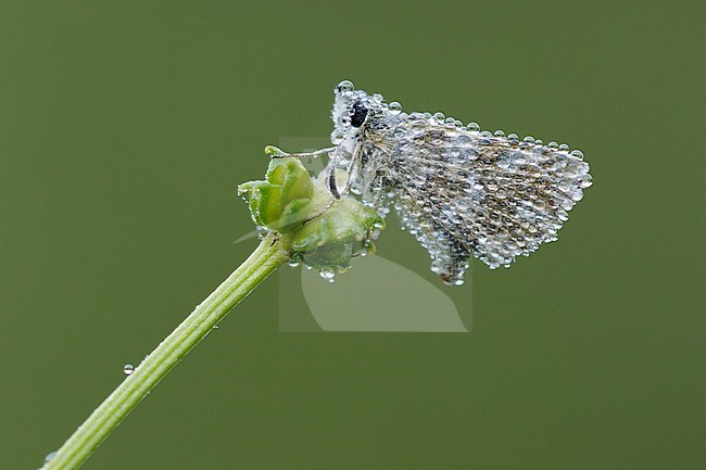 Red-underwing Skipper (Spialia sertorius) covered in rain drops resting on small plant in Mercantour in France, seen against natural green colored background. stock-image by Agami/Iolente Navarro,