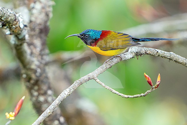 Male Green-tailed Sunbird, Aethopyga nipalensis, in Nepal. stock-image by Agami/Dani Lopez-Velasco,