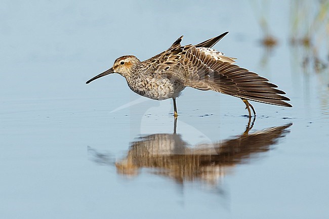 Adult Stilt Sandpiper (Calidris himantopus) in breeding plumage in Galveston County, Texas, USA. stock-image by Agami/Brian E Small,