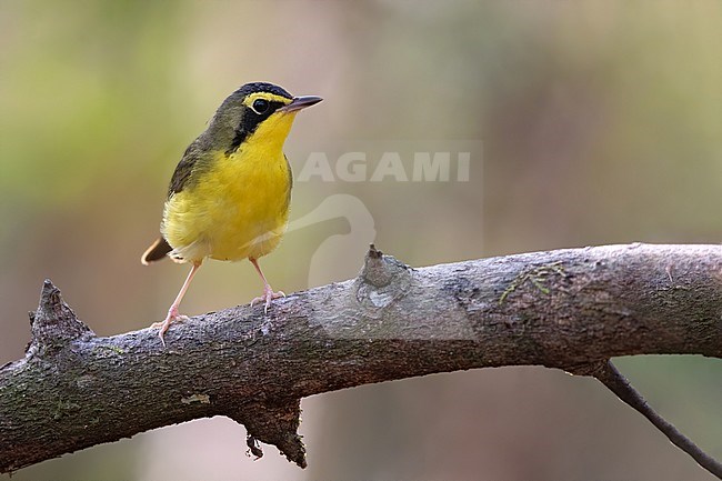 Wintering Kentucky Warbler (Geothlypis formosa) perched on a branch in a rainforest in Guatemala. stock-image by Agami/Dubi Shapiro,