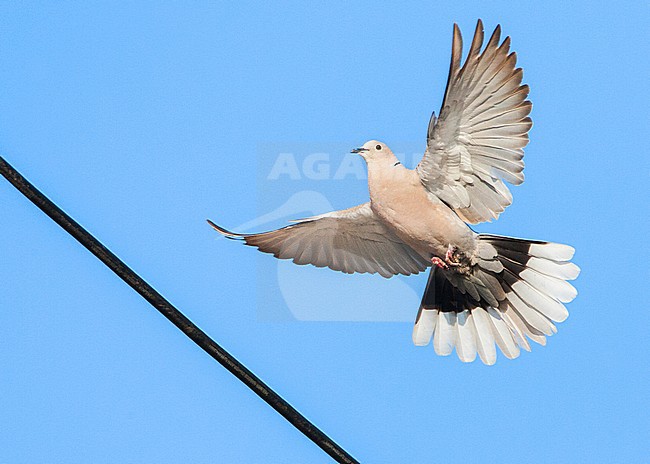 Eurasian Collared Dove (Streptopelia decaocto) on the Greek island of Lesvos. Going to land on an electricity wire. stock-image by Agami/Marc Guyt,