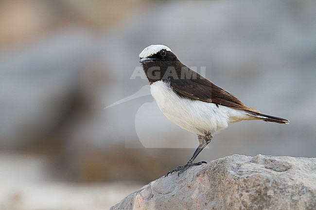 Arabian Wheatear - Schwarzrücken-Steinschmätzer - Oenanthe lugens ssp. lugentoides, Oman, adult male stock-image by Agami/Ralph Martin,