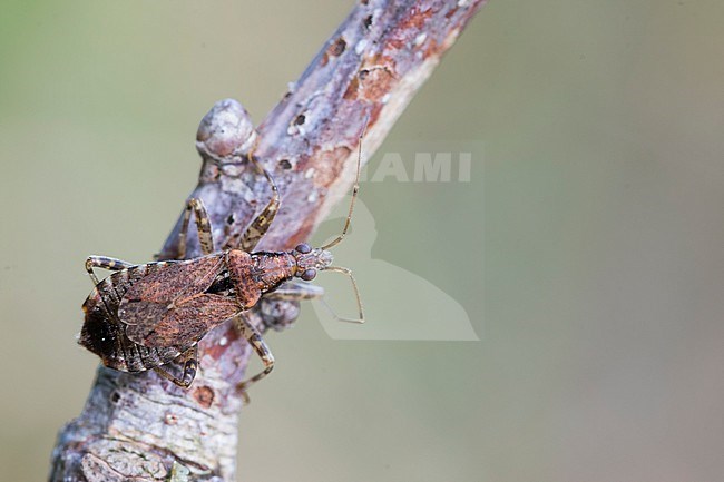 Himacerus mirmicoides - Ant damsel bug - Ameisensichelwanze, Germany (Baden-Württemberg), imago stock-image by Agami/Ralph Martin,