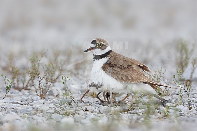 Little Ringed Plover, Kleine Plevier, Charadrius dubius ssp. curonicus, Croatia, adult female stock-image by Agami/Ralph Martin,
