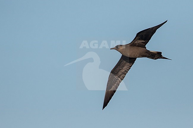Dark phase Parasitic Jaeger (Stercorarius parasiticus) on the arctic tundra near Barrow in northern Alaska, United States. Also known as Arctic Skua. stock-image by Agami/Dubi Shapiro,