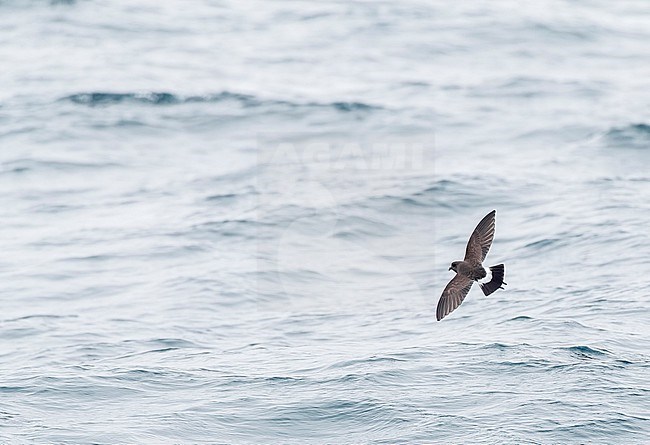 Black-bellied Storm Petrel (Fregetta tropica) flying low over the southern pacific ocean, south of New Zealand. stock-image by Agami/Marc Guyt,