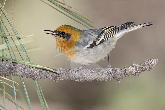 Adult male
Cochise Co., AZ
April 2009 stock-image by Agami/Brian E Small,