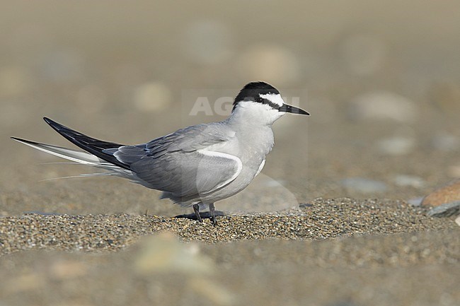 Adult breeding
Seward Peninsula, AK
June 2018 stock-image by Agami/Brian E Small,