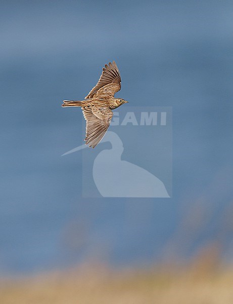 Flying, migrating Eurasian Skylark (Alauda arvensis) against a background of water and grassland showing upperside stock-image by Agami/Ran Schols,